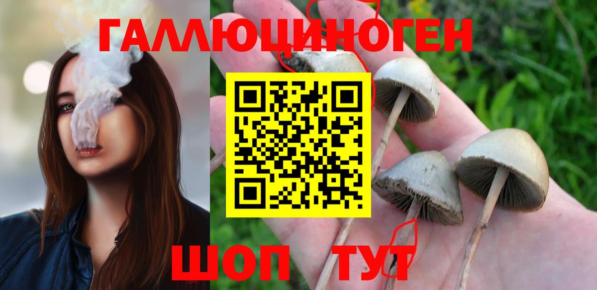 Псилоцибиновые грибы Psilocybe Ялуторовск